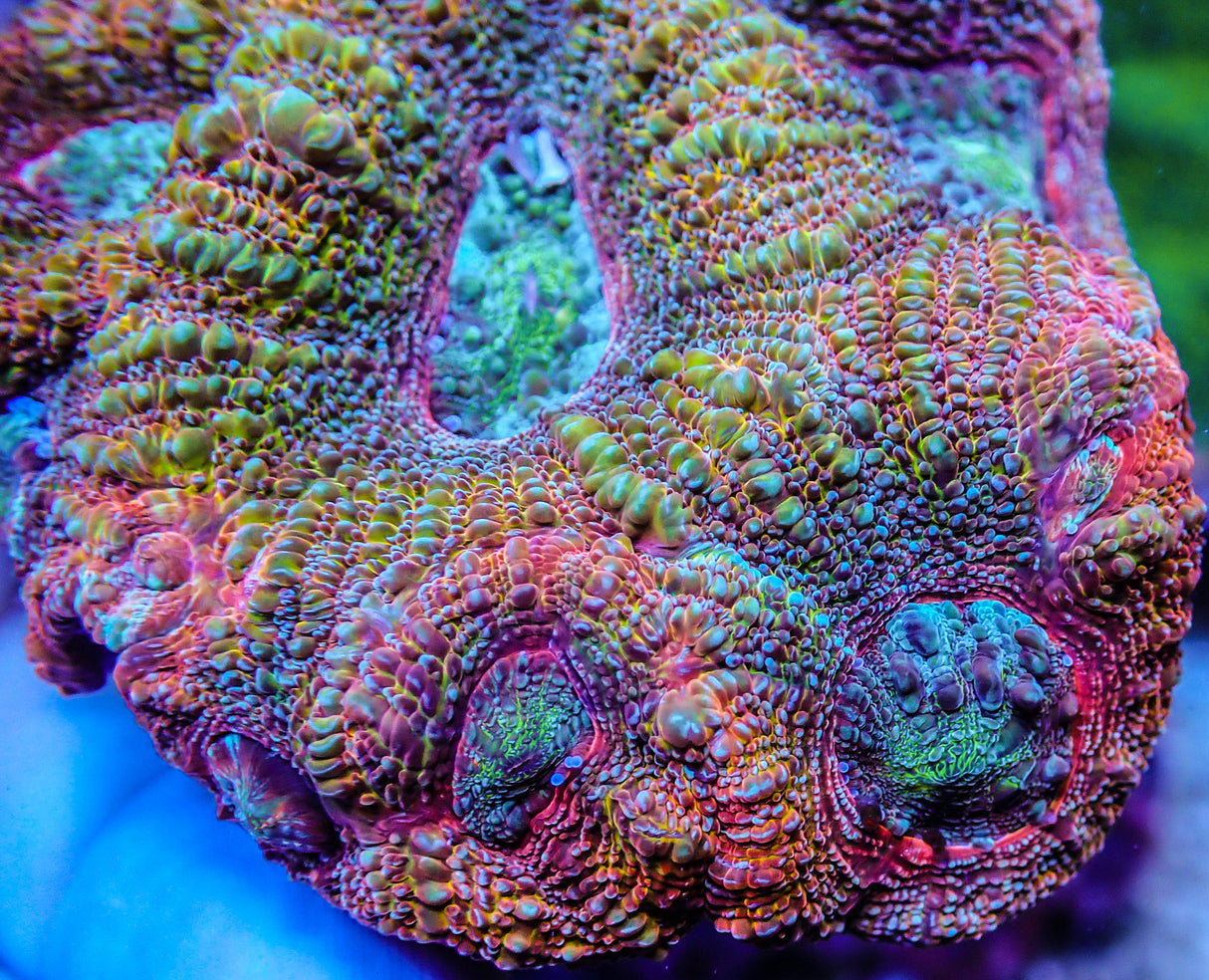 UC Turbo Charged Rainbow Acan Bowerbanki