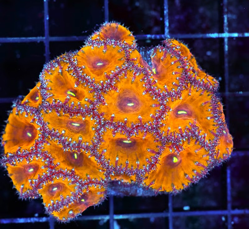 UC Guava Blast Blasto Colony