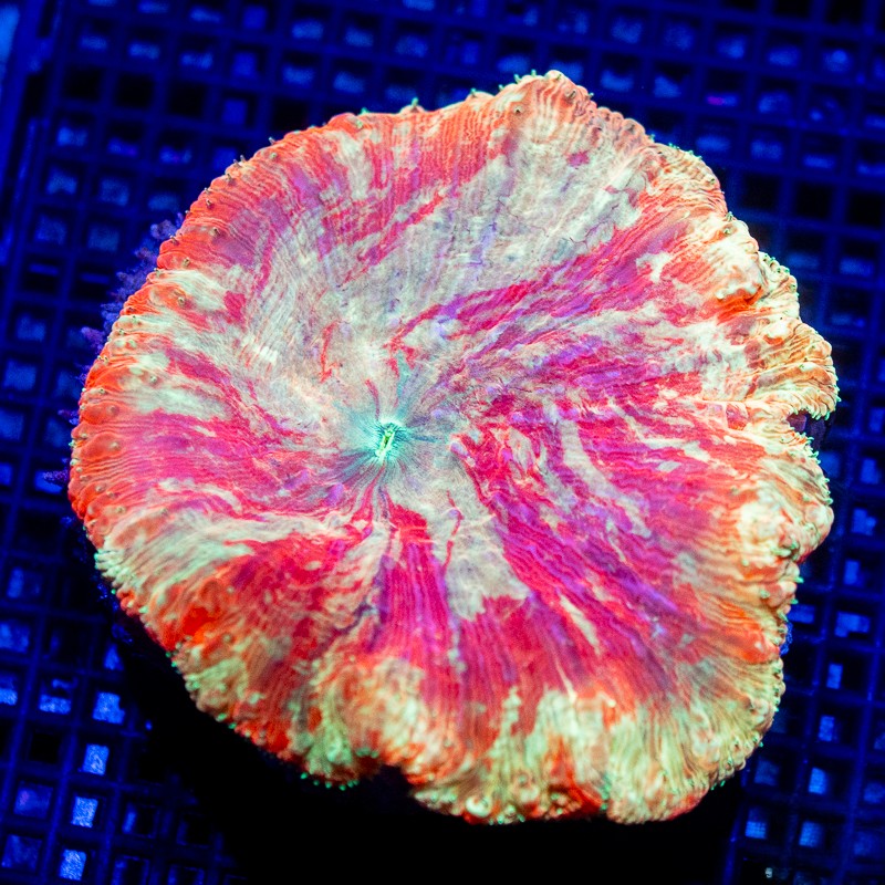 XXL UC Jawbreaker Blasto Vivida