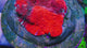 UC Cherry Jubilee Chalice