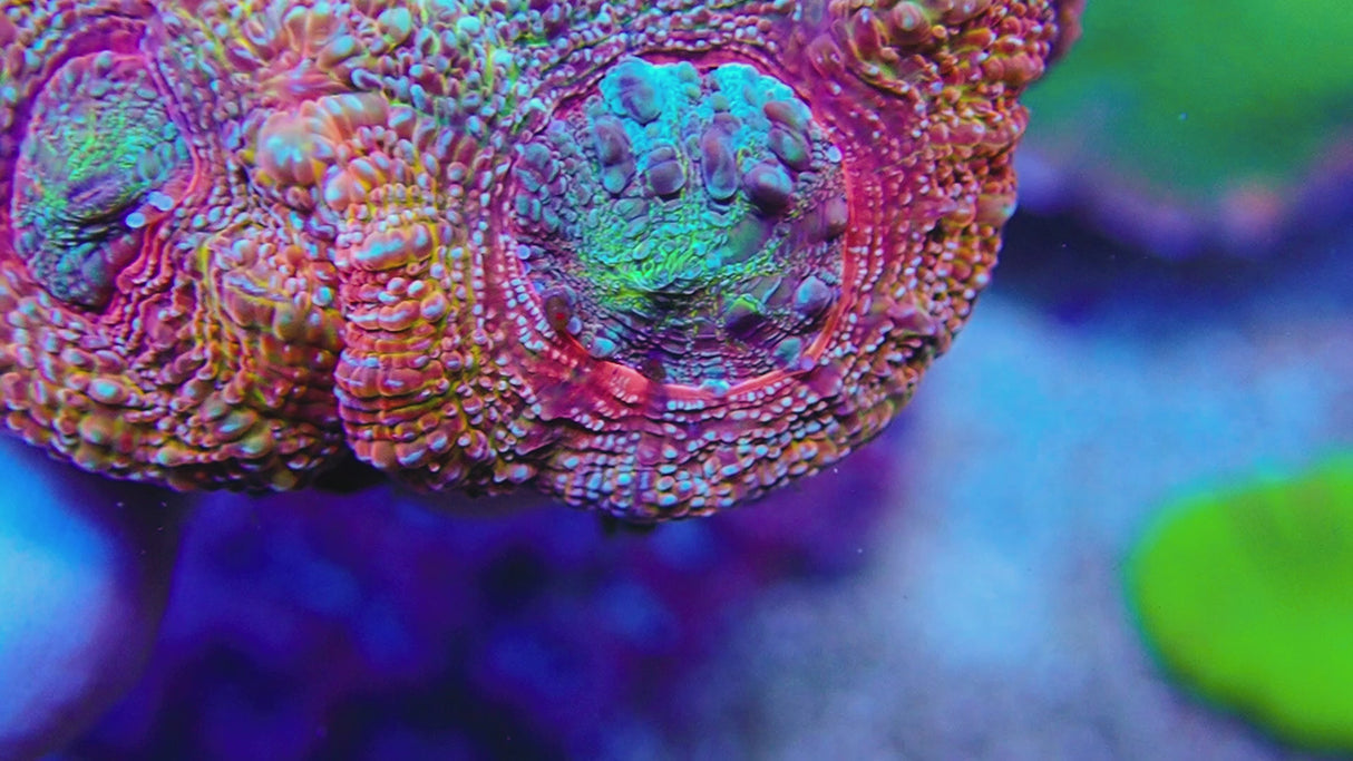 UC Turbo Charged Rainbow Acan Bowerbanki