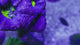UC Blue Lightning Acan Bowerbanki