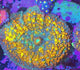 UC BIO-ZERKER Bounce Mushroom