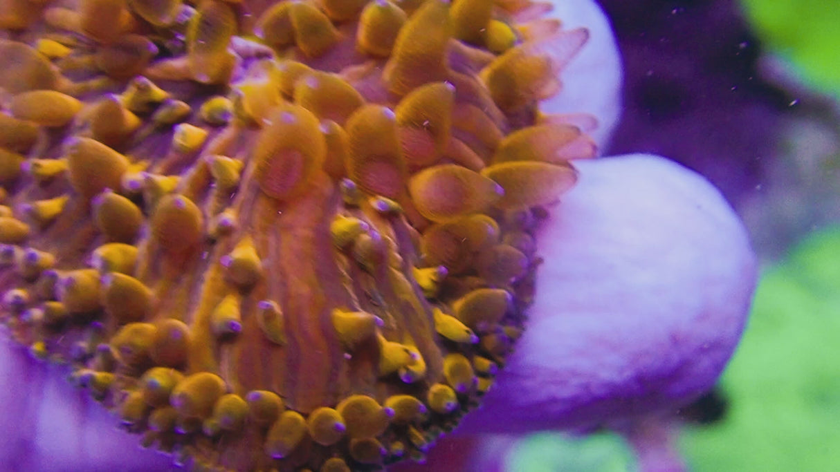 UC Tangelos Diaseris Plate Coral