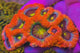 UC Dragon Eye Bowerbanki Colony