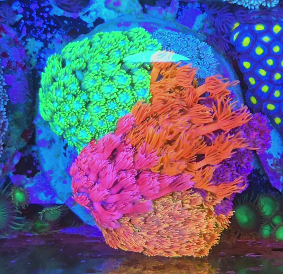 Rainbow Gonipora Garden
