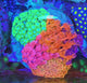 Rainbow Gonipora Garden