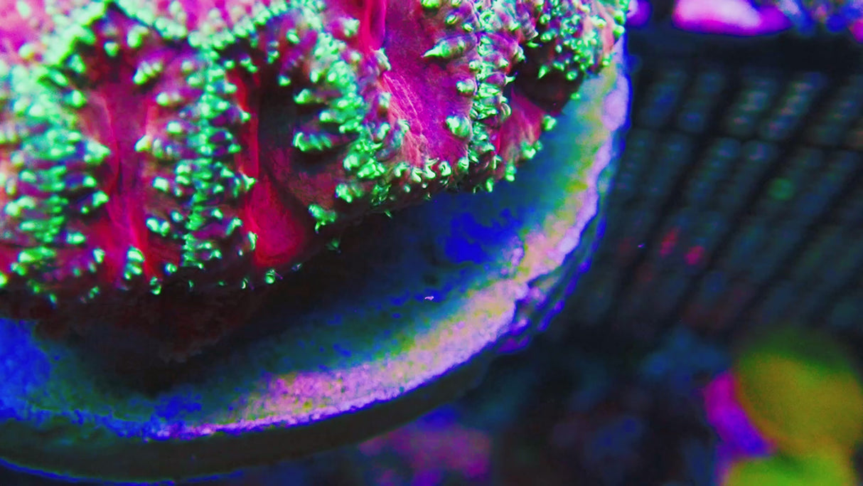 UC Glamour Shot Blasto Colony