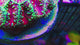 UC Glamour Shot Blasto Colony