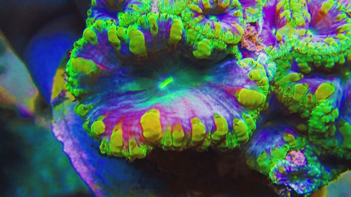 UC Plutonium Blasto Colony