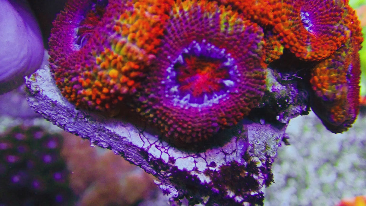 UC Juicy Fruit Rainbow Acan Colony