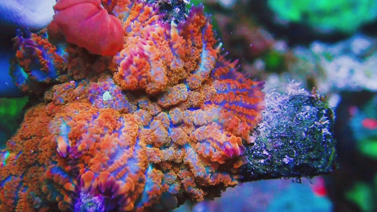 UC Jungle Juice Bounce Mushroom