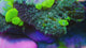 UC Maestro Bounce Mushroom Colony