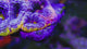 UC Thunderstruck Master Acan Bowerbanki Colony