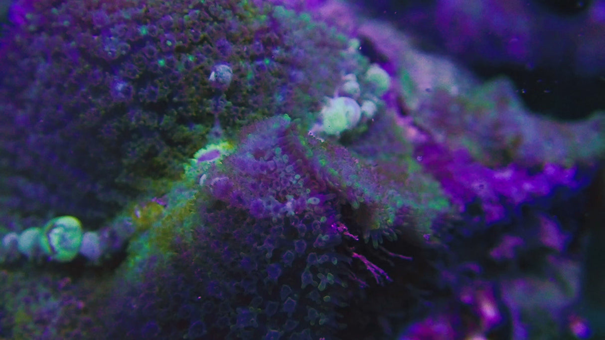 DBZ Bounce Mushroom Colony