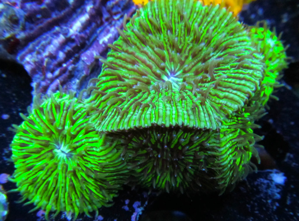 rare-fungia-colony-rock-100