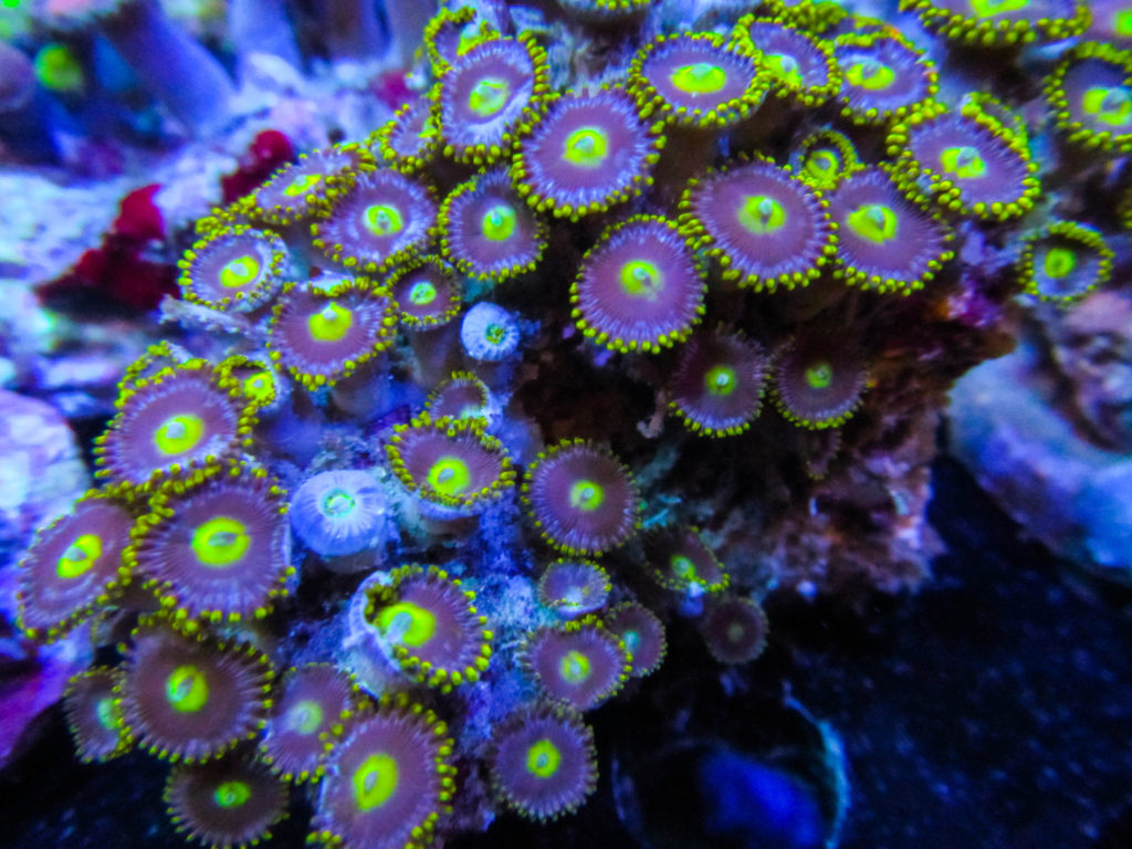 ultra-zoa-colony-101