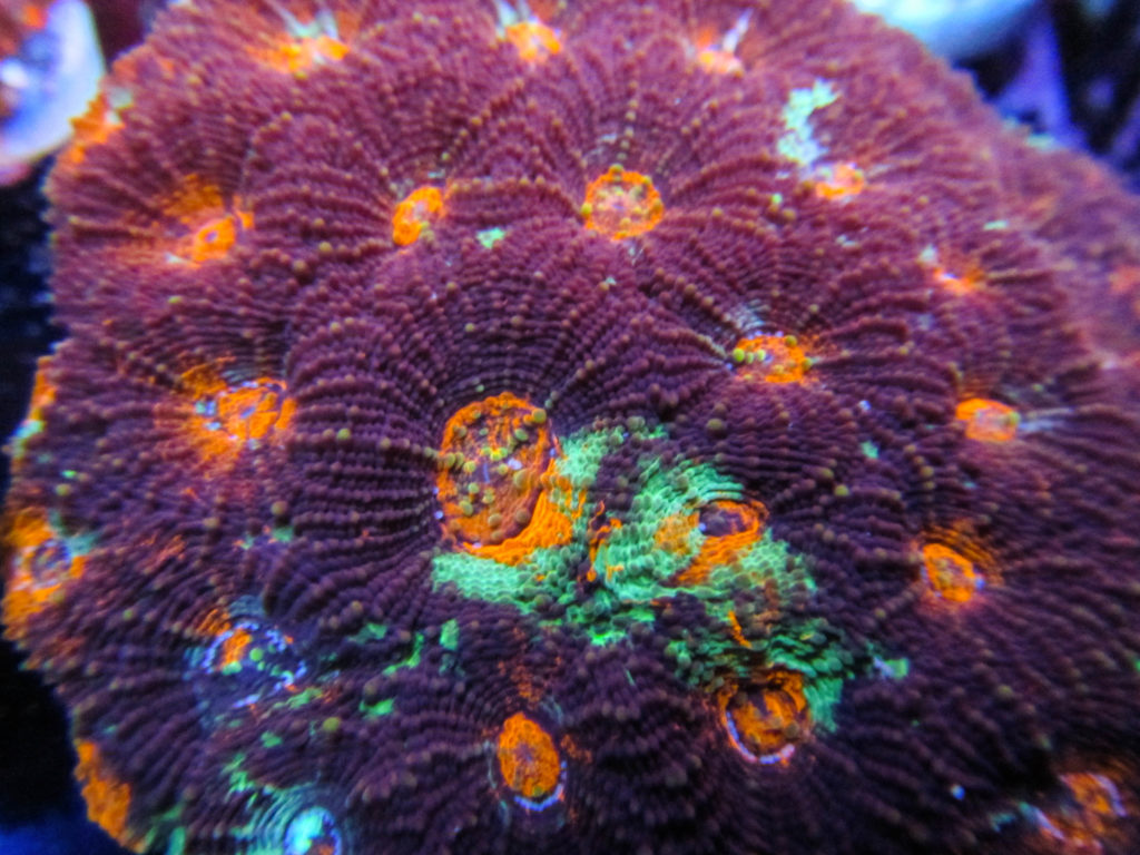 ultra-acan-echinta-colony-97