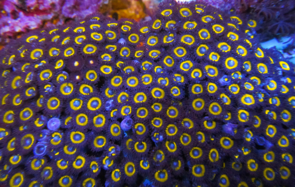 uc-wolverine-zoa-colony-98