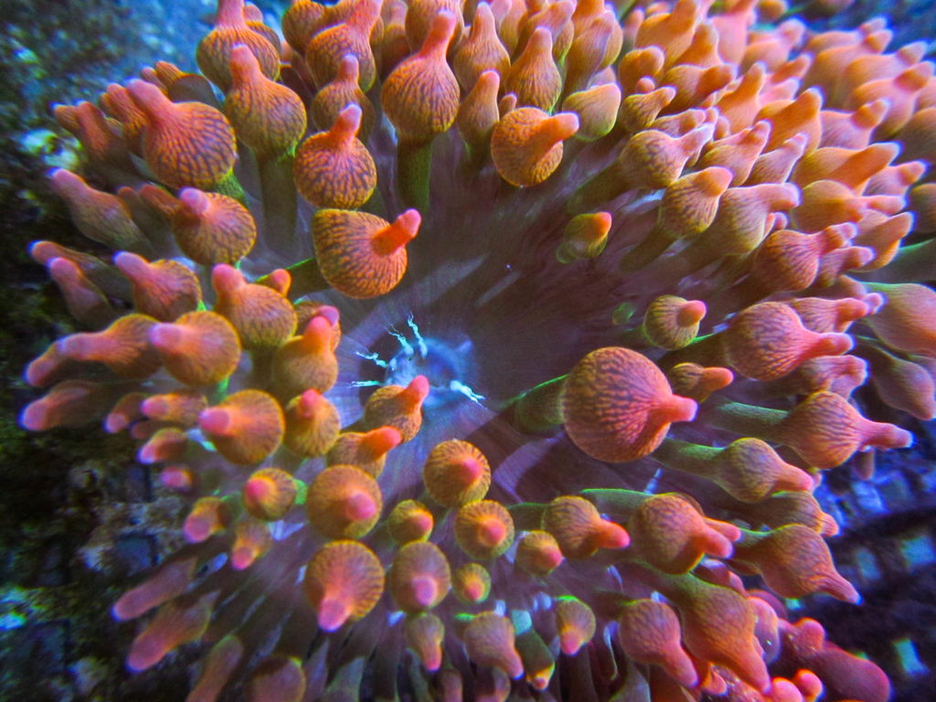 Rainbow Bubble Tip Anemone 24