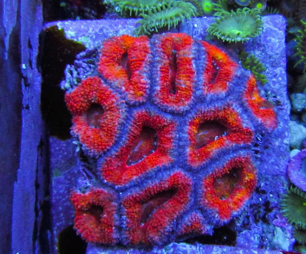 Rainbow Acan 29