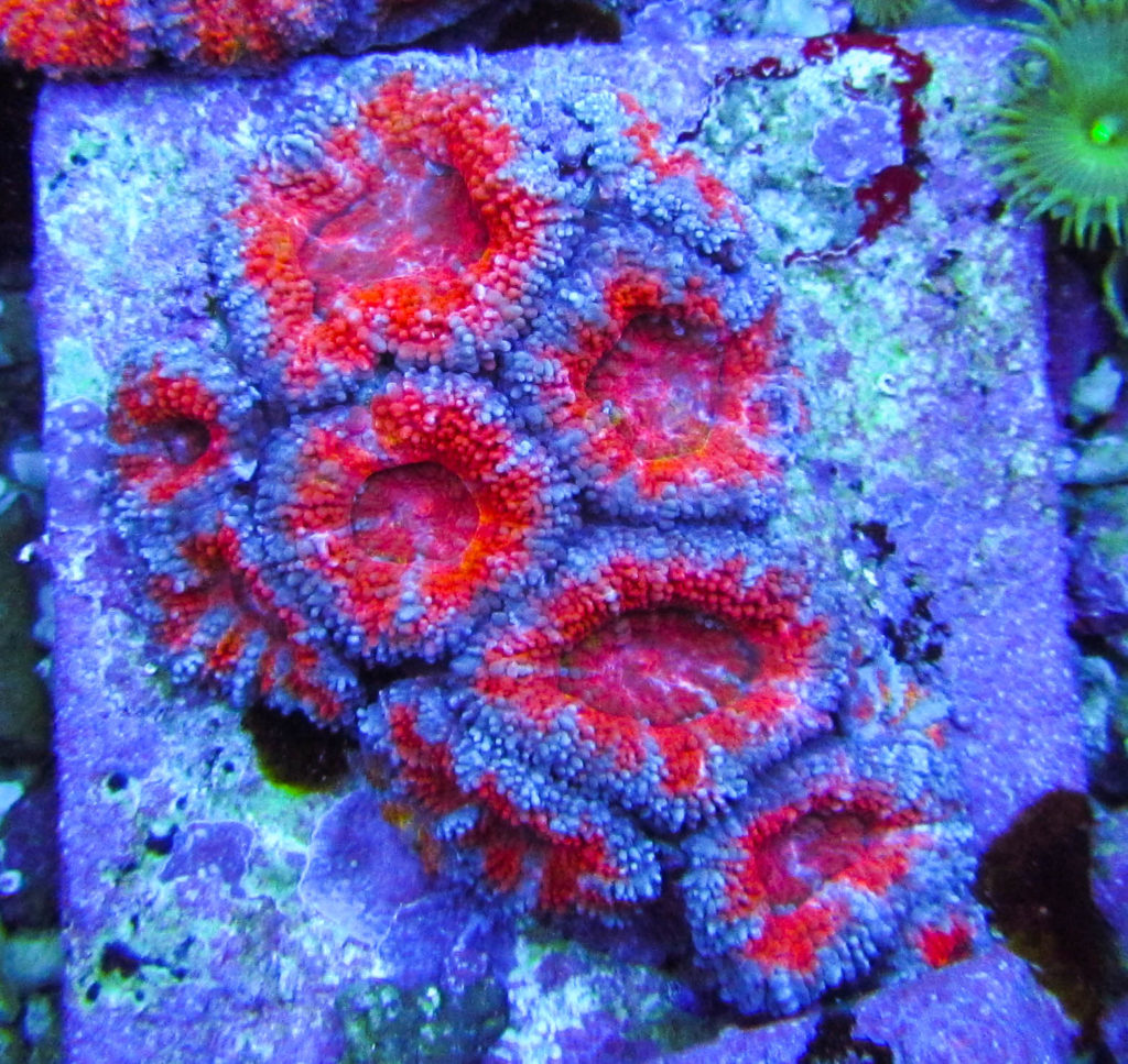 Rainbow Acan 30