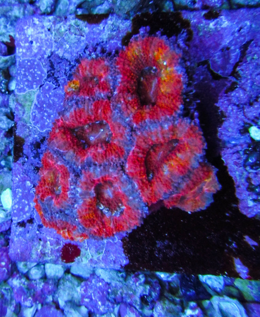 Rainbow Acan 31