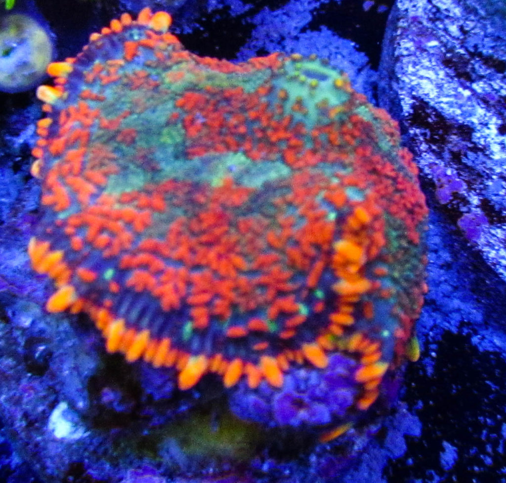 UC Rainbow Star Rhodactis Mushroom 10
