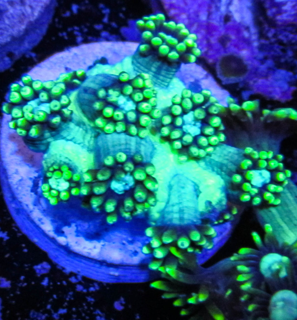 Neon Gonipora 101