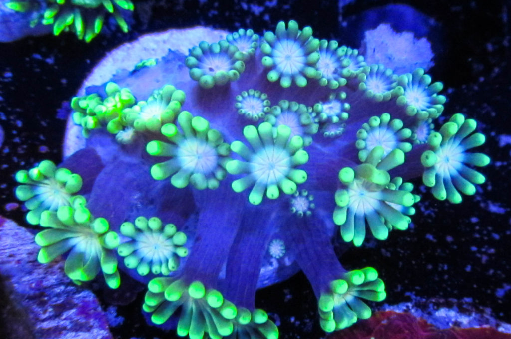 UC Pink Eye Alveopora 103