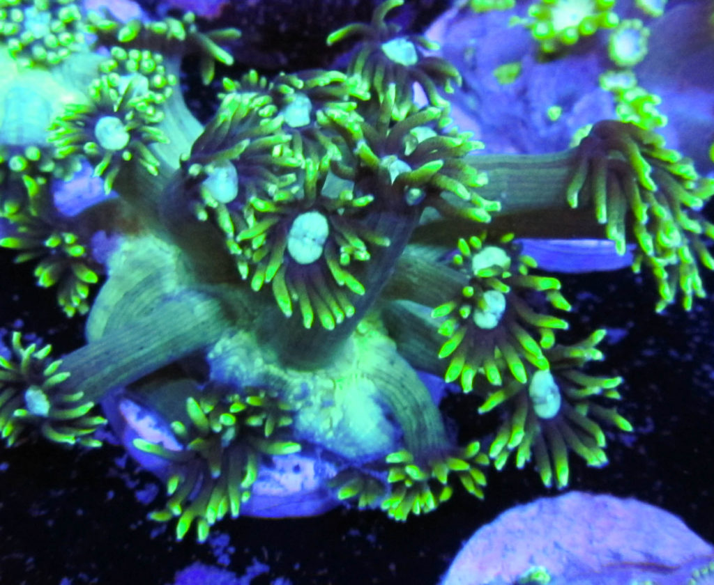 Neon Gonipora 104