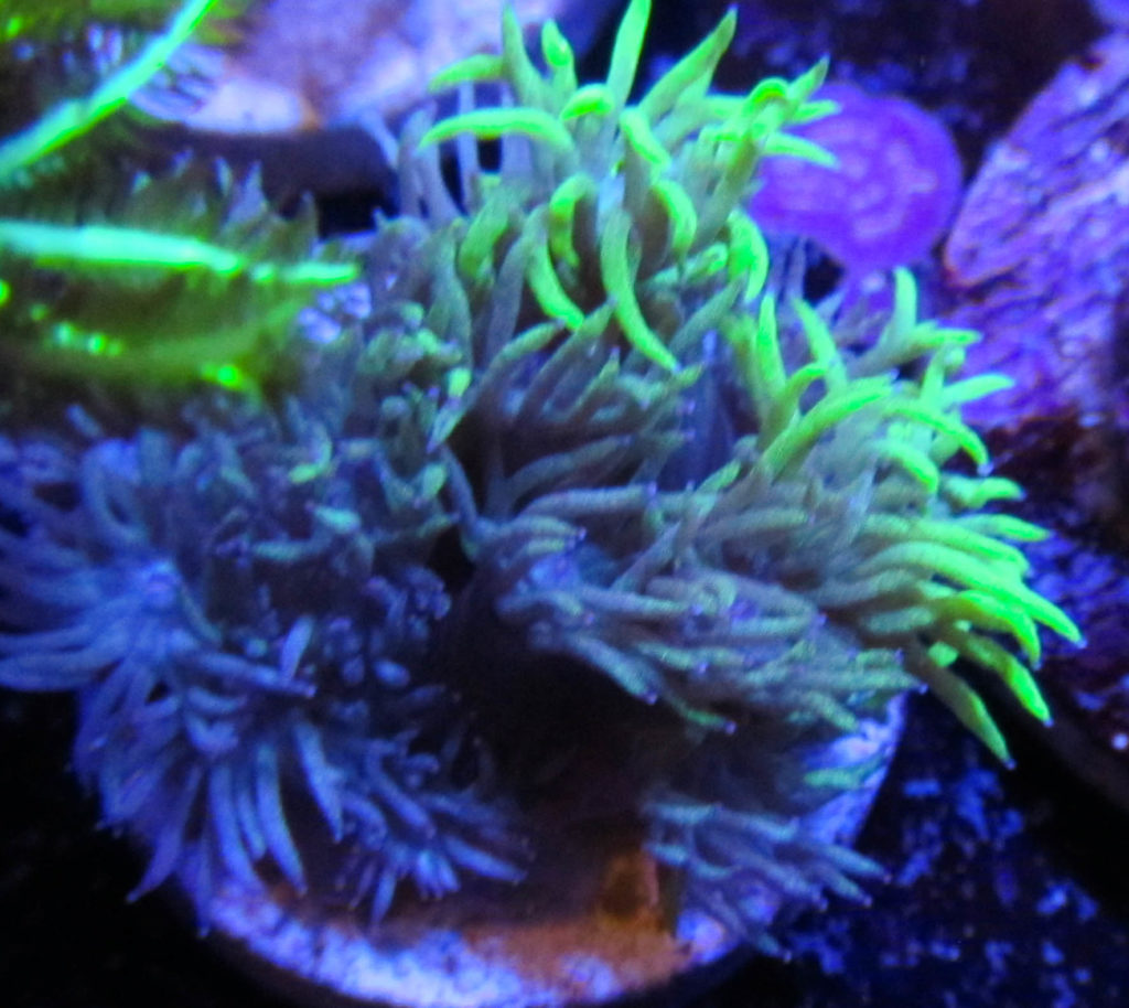 Neon Gonipora 105