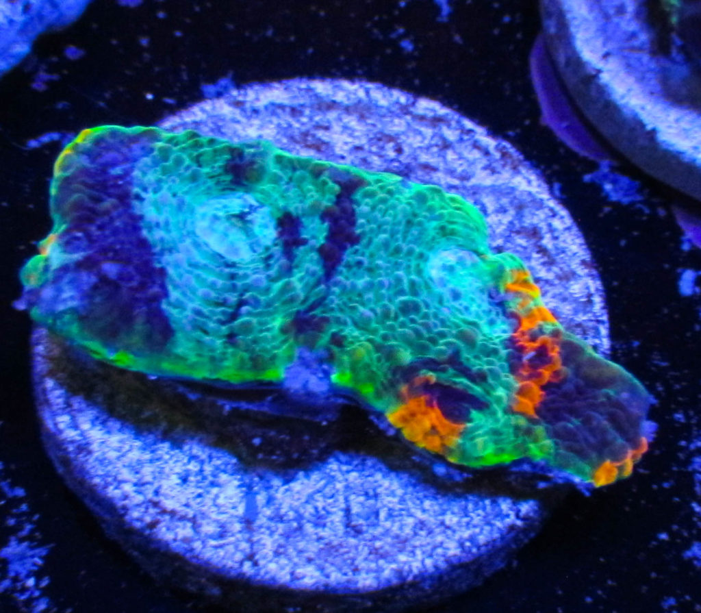 UC Orange Crush Acan Echinata 107