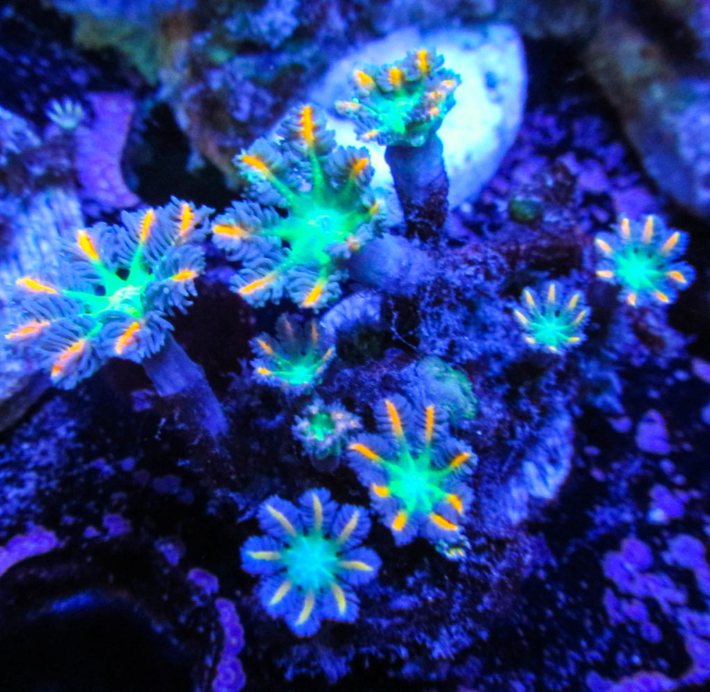 Rainbow Clove Polyps 109