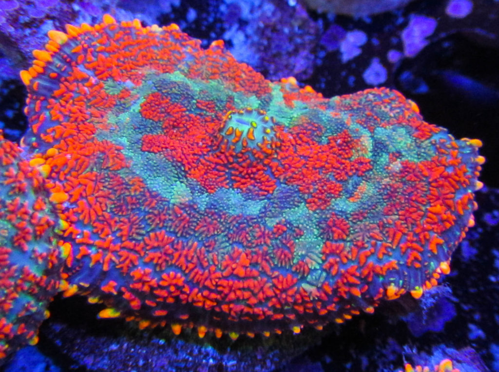 UC Rainbow Star Rhodactis Mushroom 11