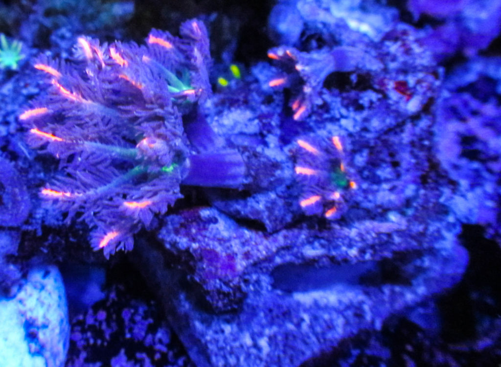 Firehouse Clove Polyps 110