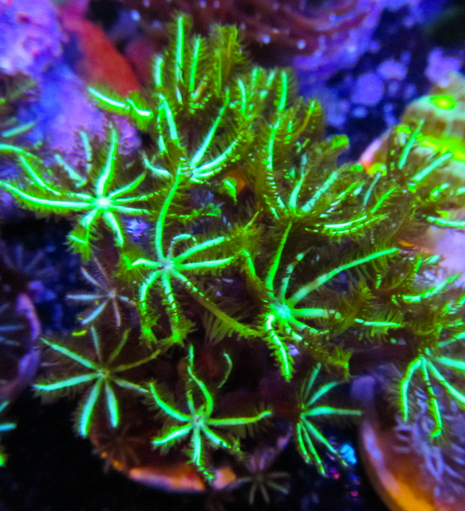 Neon Pipe Organ Coral 111