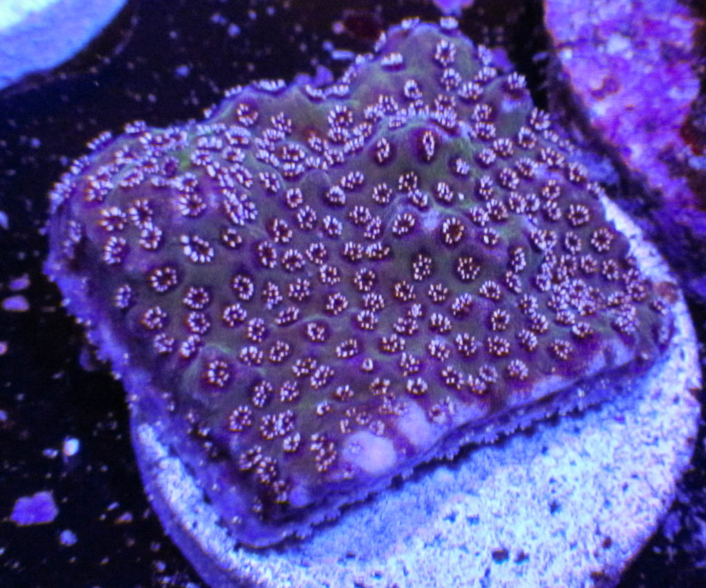 Ultra Montipora 115