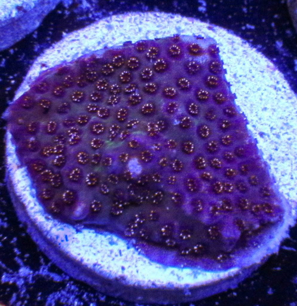 Ultra Montipora 116