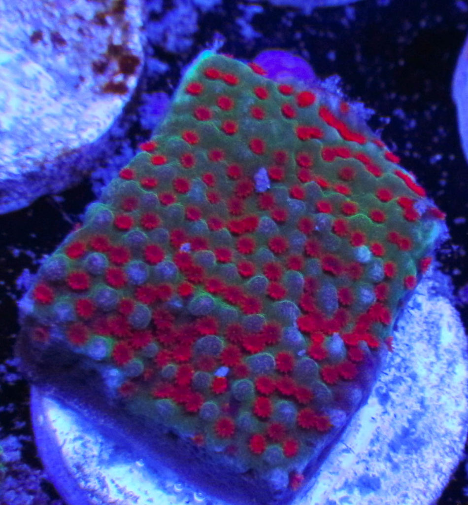 Reverse Sunset Montipora 117