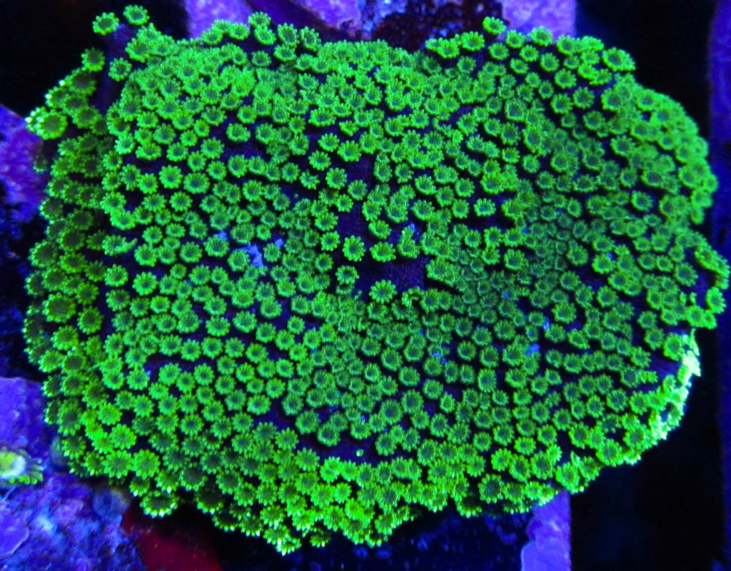 UC Shamrock Montipora 118