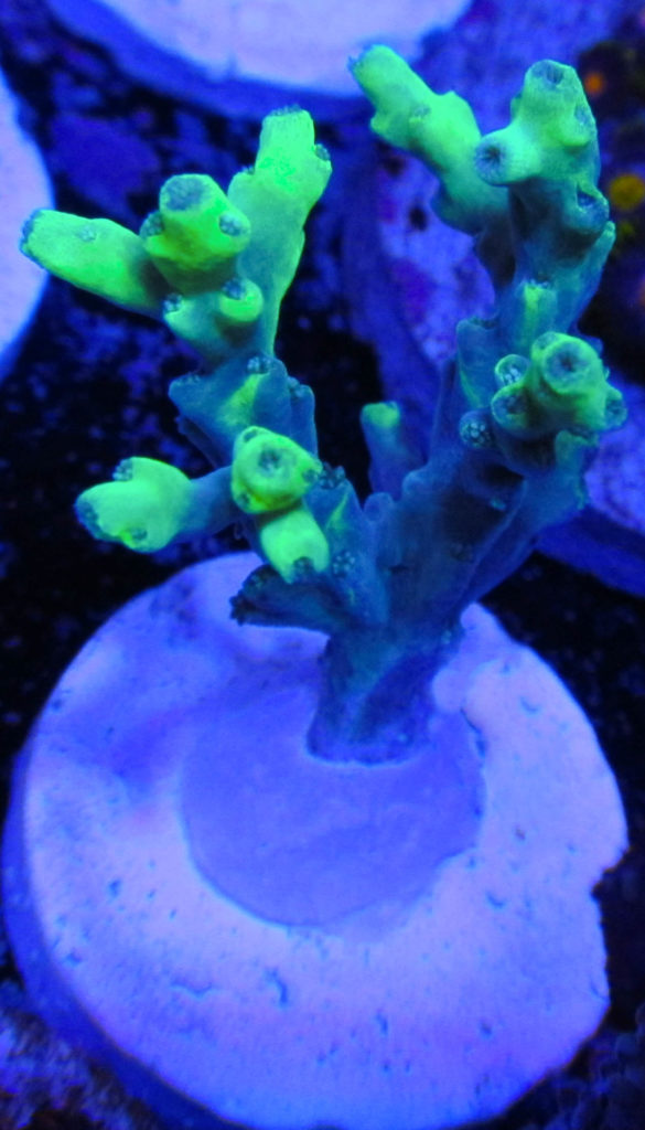 Aussie Highlighter Acropora 119