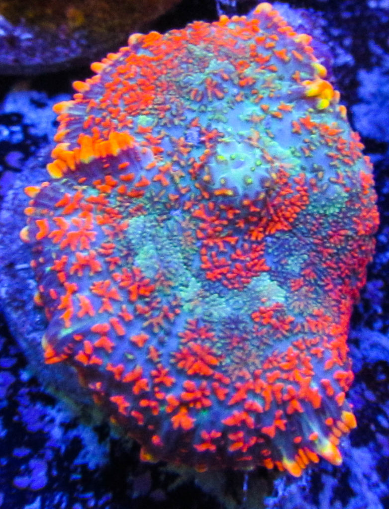 UC Rainbow Star Rhodactis Mushroom 12