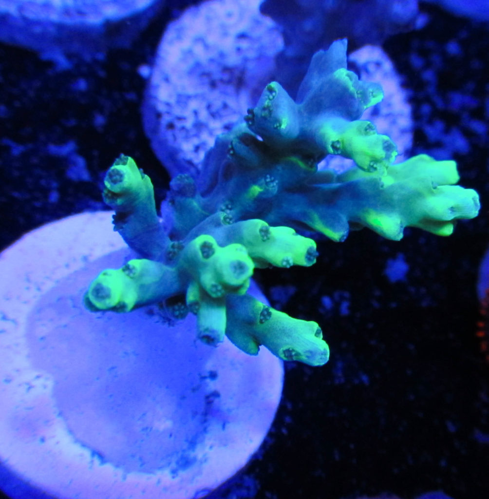 Aussie Highlighter Acropora 120