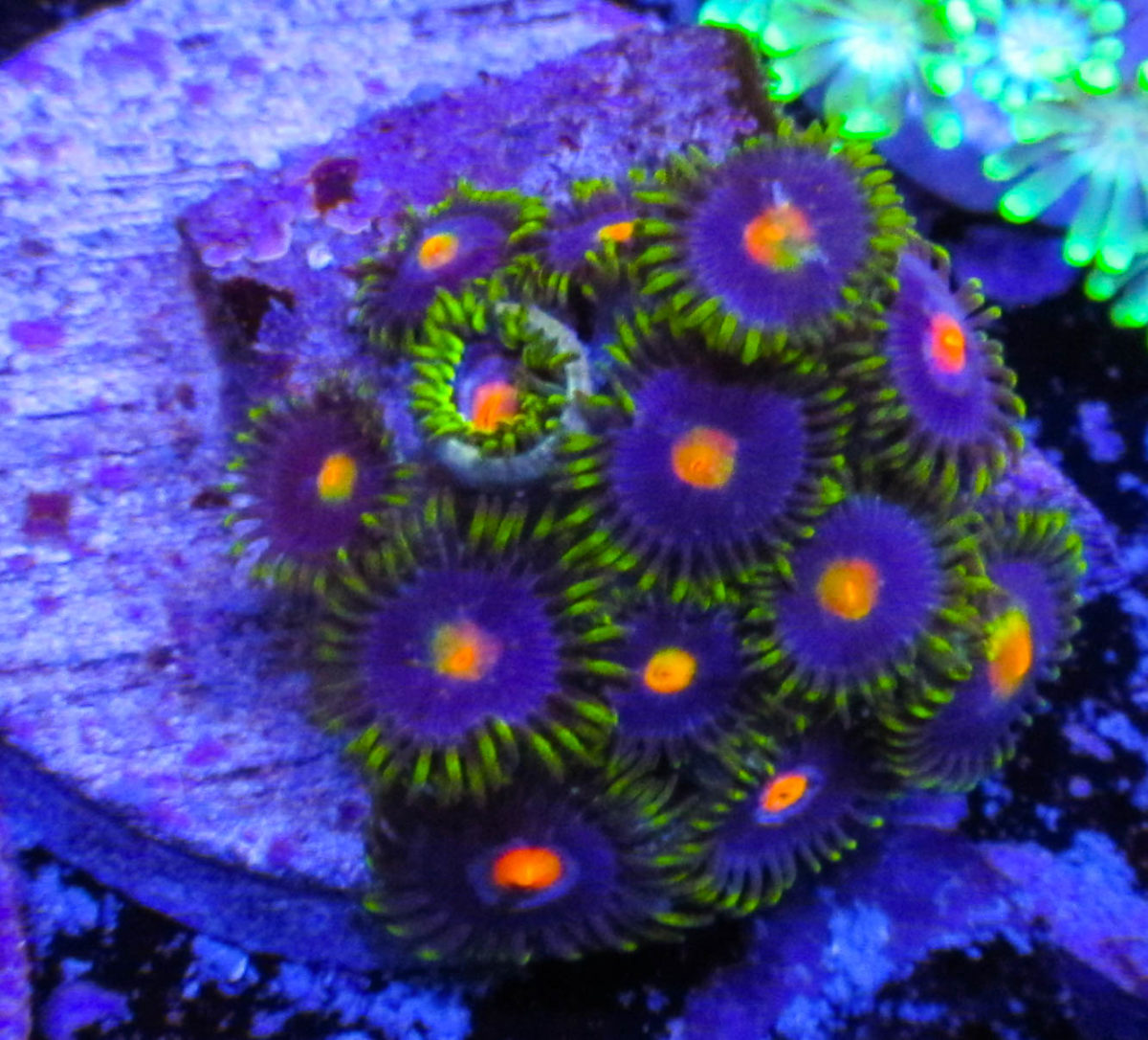 Blowpop Zoas 125 1 - Ultimate Corals