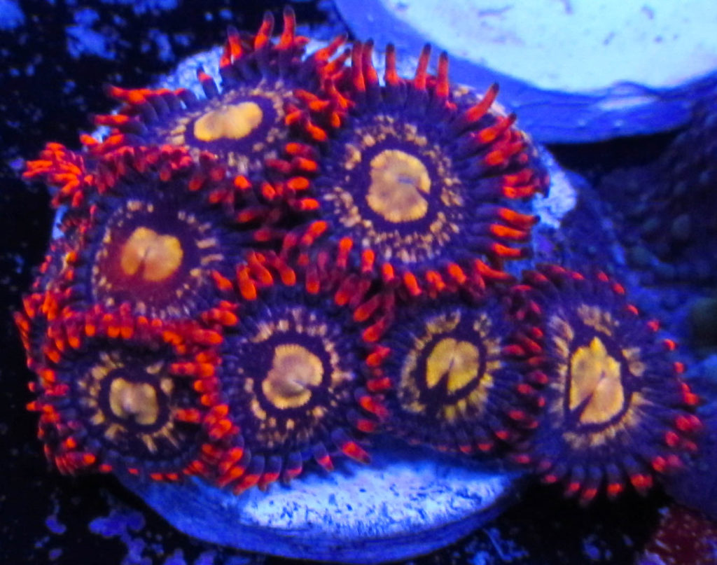 UC Ring Of Fire Zoas 127