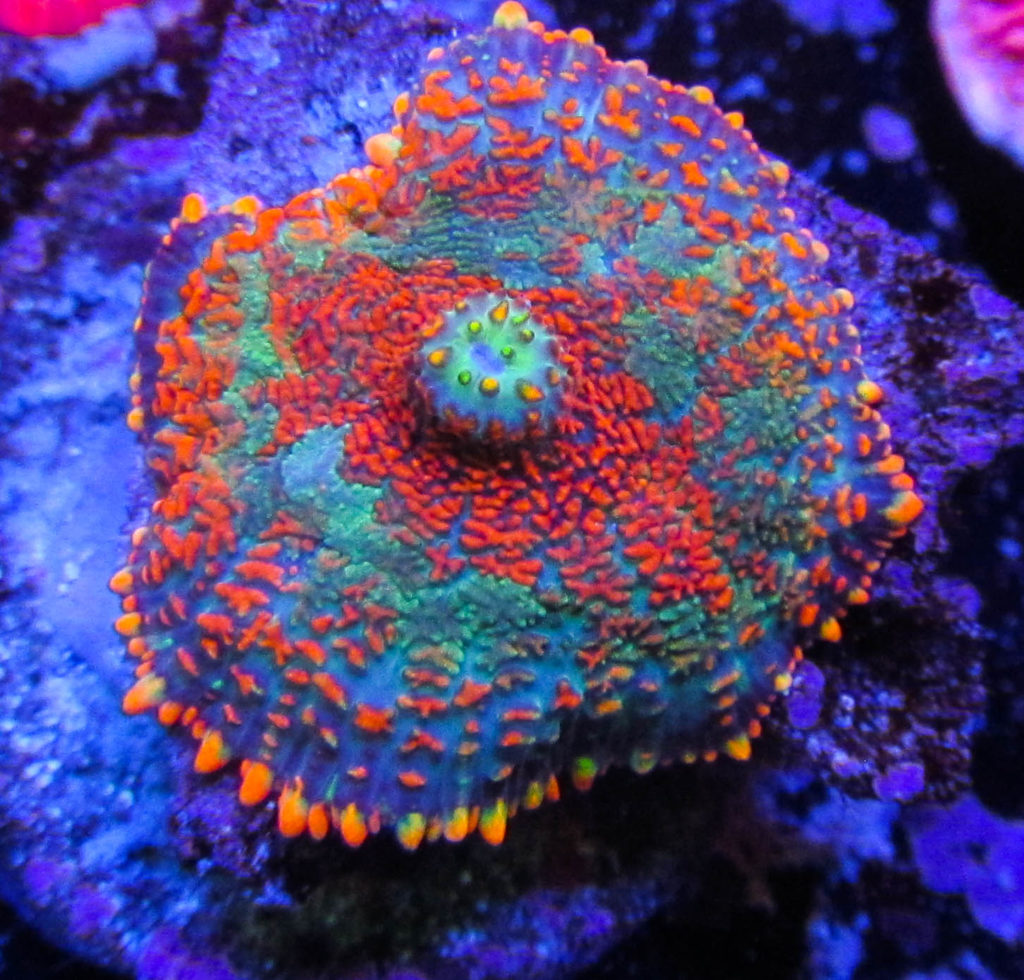 UC Rainbow Star Rhodactis Mushroom 13
