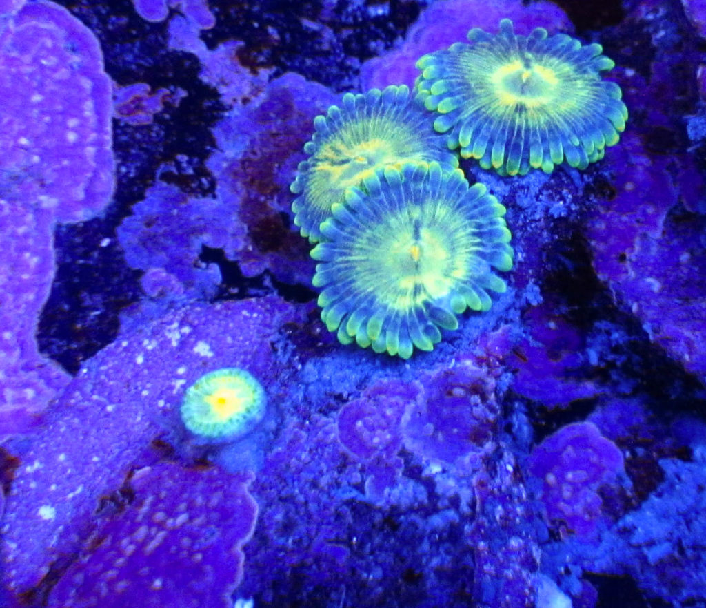 UC Pharaohs Gold Zoas 132