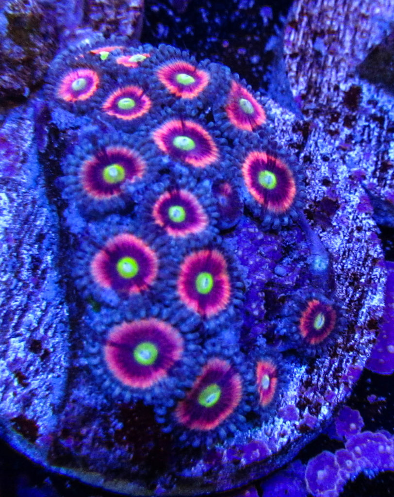 UC Cats Eye Zoas 133