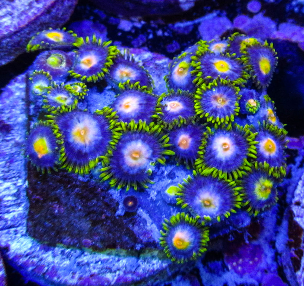 UC Tears Of The Gods Zoas 134